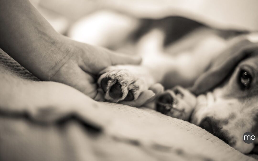Hunde sind uns ausgeliefert – und vertrauen auf unser Handeln