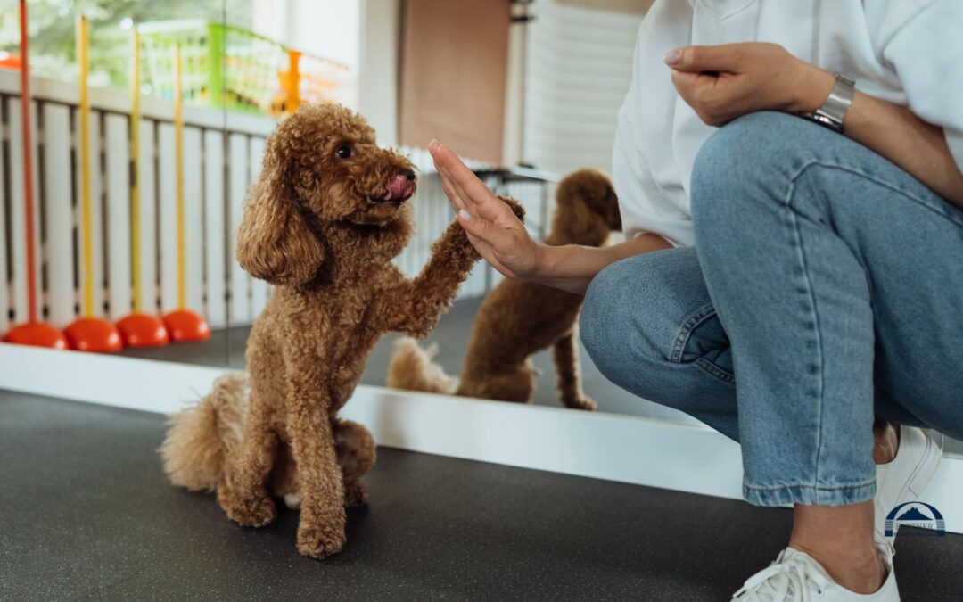 Wenn die Hundetrainer Ausbildung mit Reico in Verbindung kommt